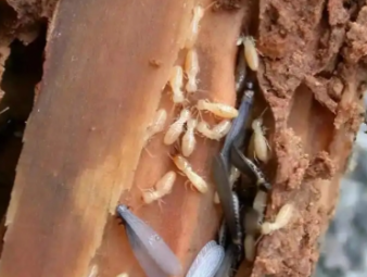 穆棱白蚁防治公司分享雨季白蚁爆发原因与应急处置方案